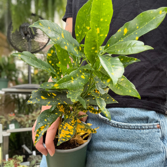 a person holding a potted croton gold dust plant in a greenhouse setting