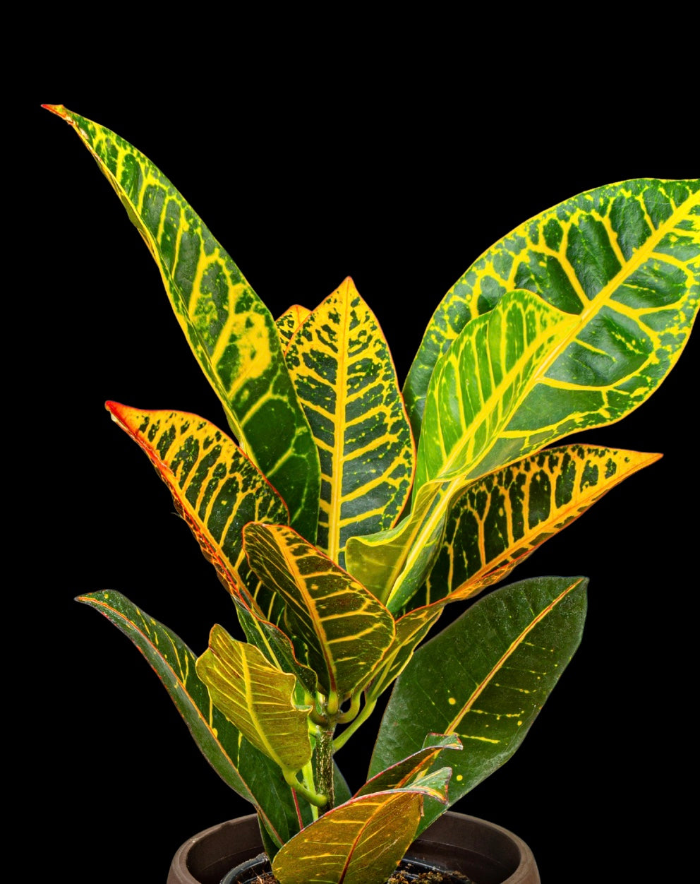Potted plant with variegated  green, yellow and red leaves on a black background