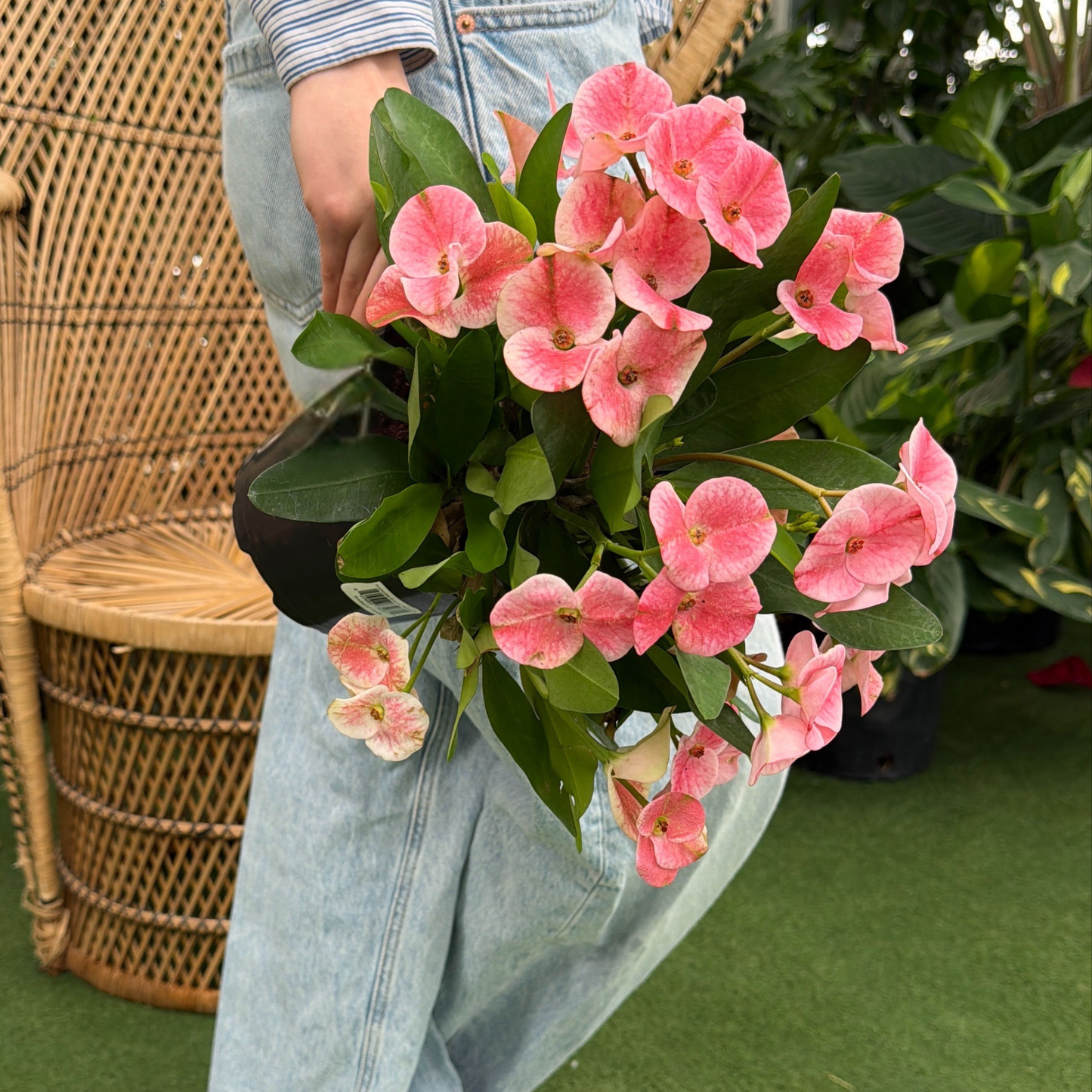 a person holding a potted crown of thorns plant with pink flowers  in a greenhouse setting