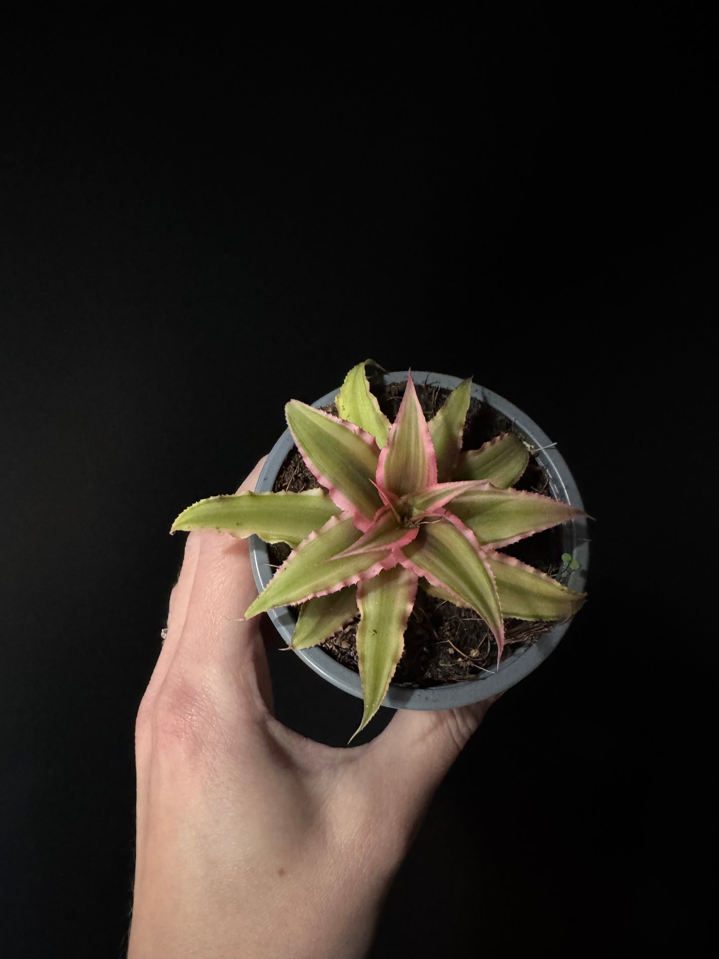 A small Cryptanthus plant with star-shaped rosette and striped foliage in shades of burgundy, pink, and green, being held by a person against a black background.