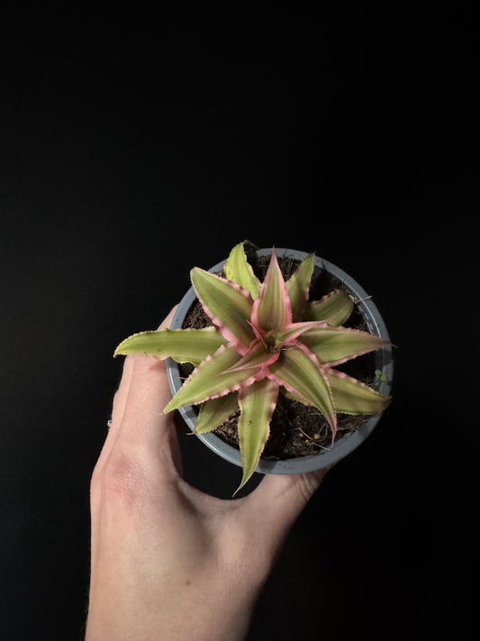 A small Cryptanthus plant with star-shaped rosette and striped foliage in shades of burgundy, pink, and green, being held by a person against a black background.