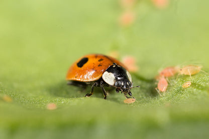 Aphidalia (Adalia bipunctata) PRE ORDER
