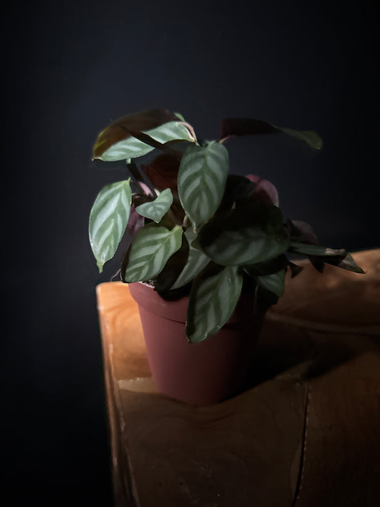 small potted ctenanthe setosa plant on wooden surface with black background