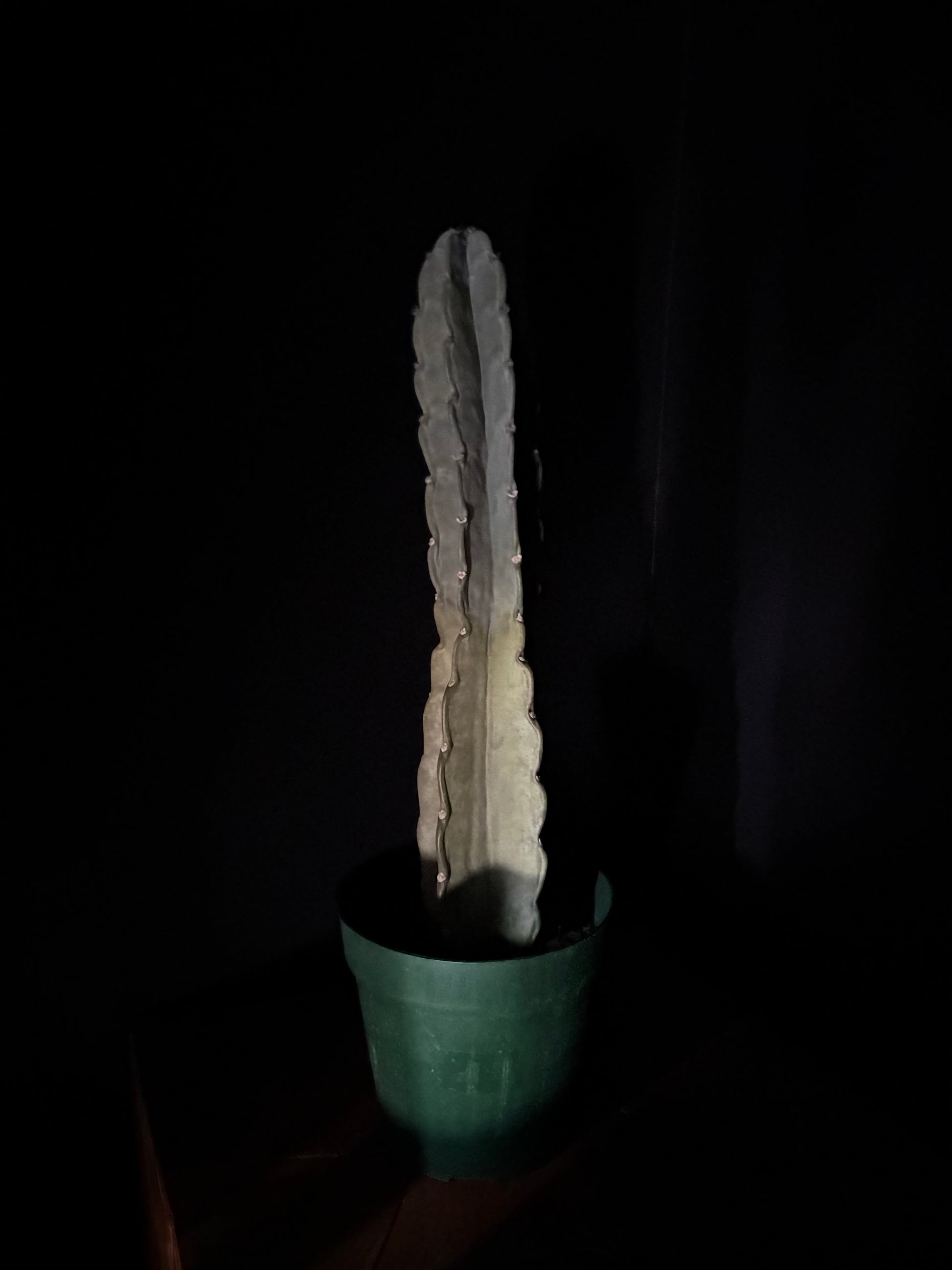close up of cuddly cactus in green nursery pot with black background
