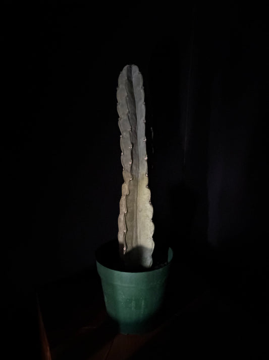 close up of cuddly cactus in green nursery pot with black background