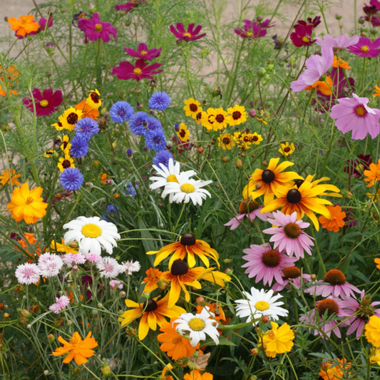 a field of brightly coloured wild flowers