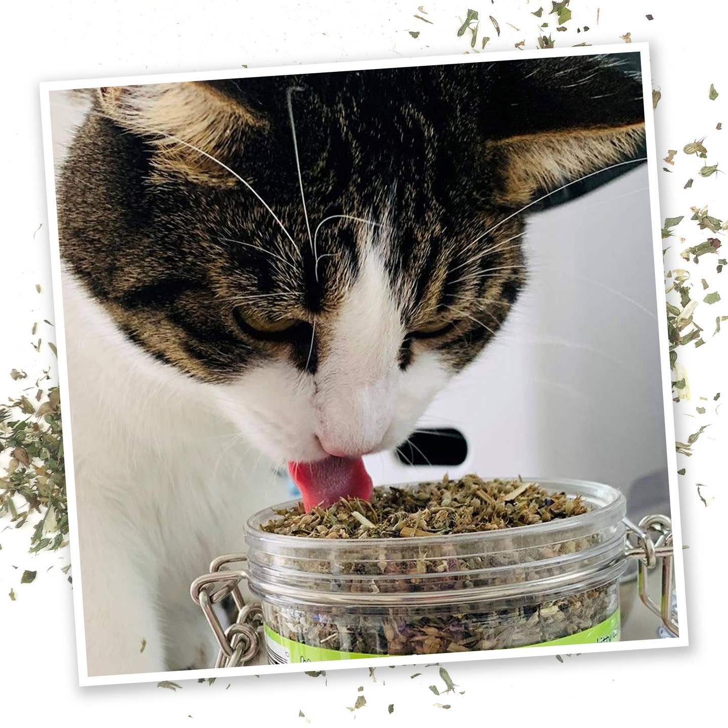 Catnip Pawty Mix – Festive Herbal Blend for Ultimate Feline Fun