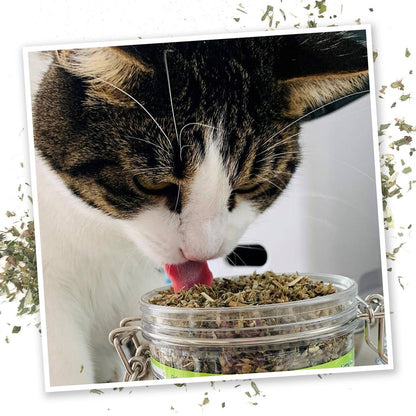 Catnip Pawty Mix – Festive Herbal Blend for Ultimate Feline Fun