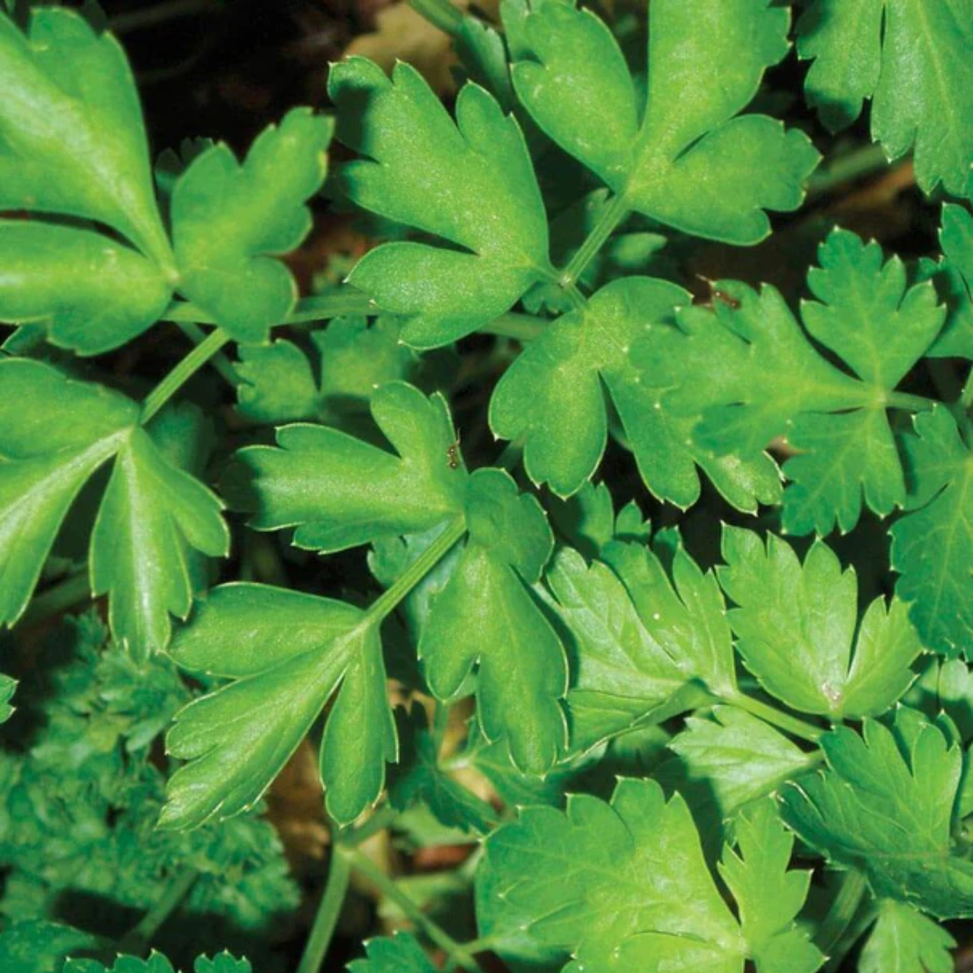 a close up of the dark green leaves of a dark green Italian parsley plant