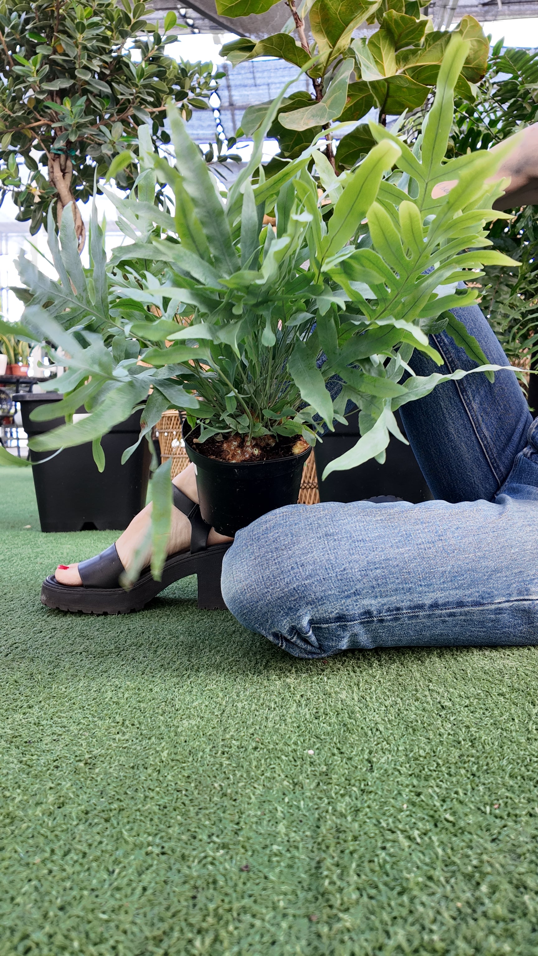 a person holding a blue star fern sitting on a grass like surface in a greenhouse setting