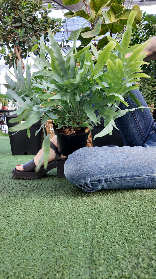 a person holding a blue star fern sitting on a grass like surface in a greenhouse setting
