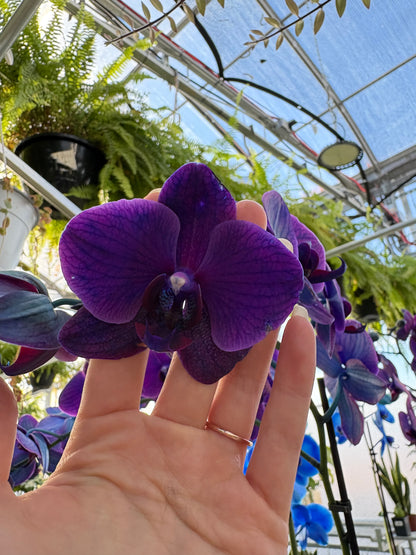 Hand holding a purple orchid flower in a greenhouse setting