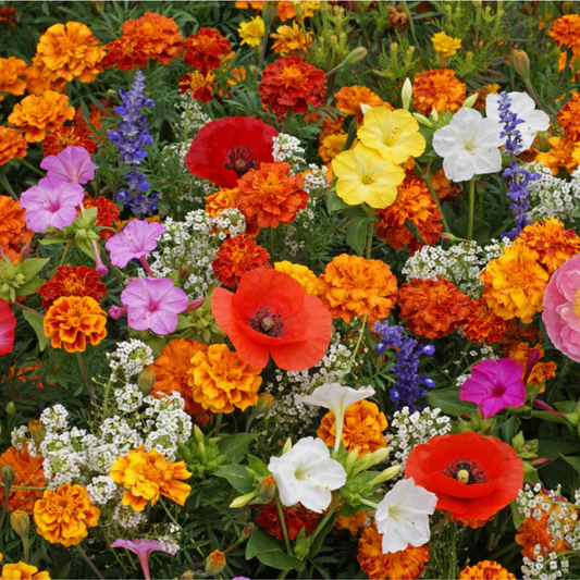 a colourful mix of deer resistant flowers growing in a garden setting