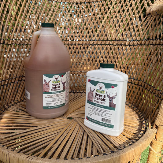 two bottles one large and one smaller both with labels that read bobbed deer and rabbit repellent concentrate with images of deer and rabbit on the front and both bottles are resting on a wicker chair