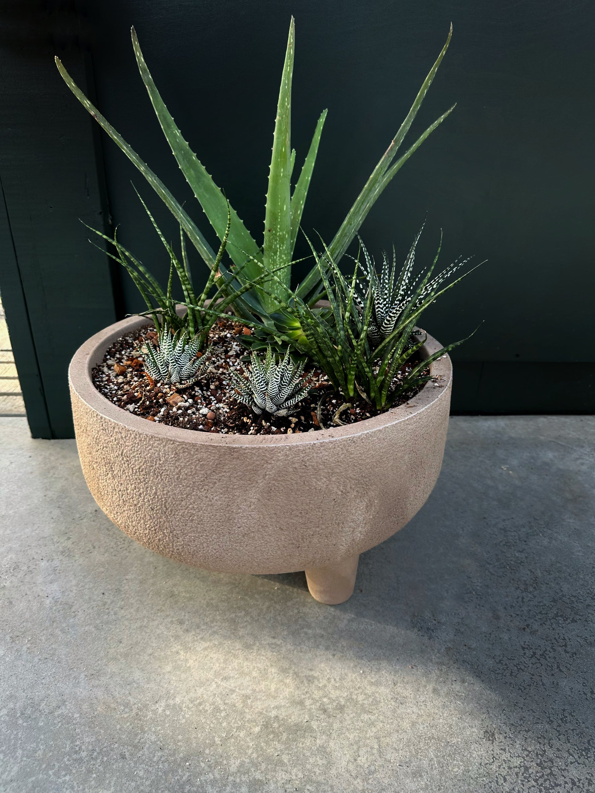 A pot of desert plants including aloe, arranged in a stone-like pot, placed against a wall.