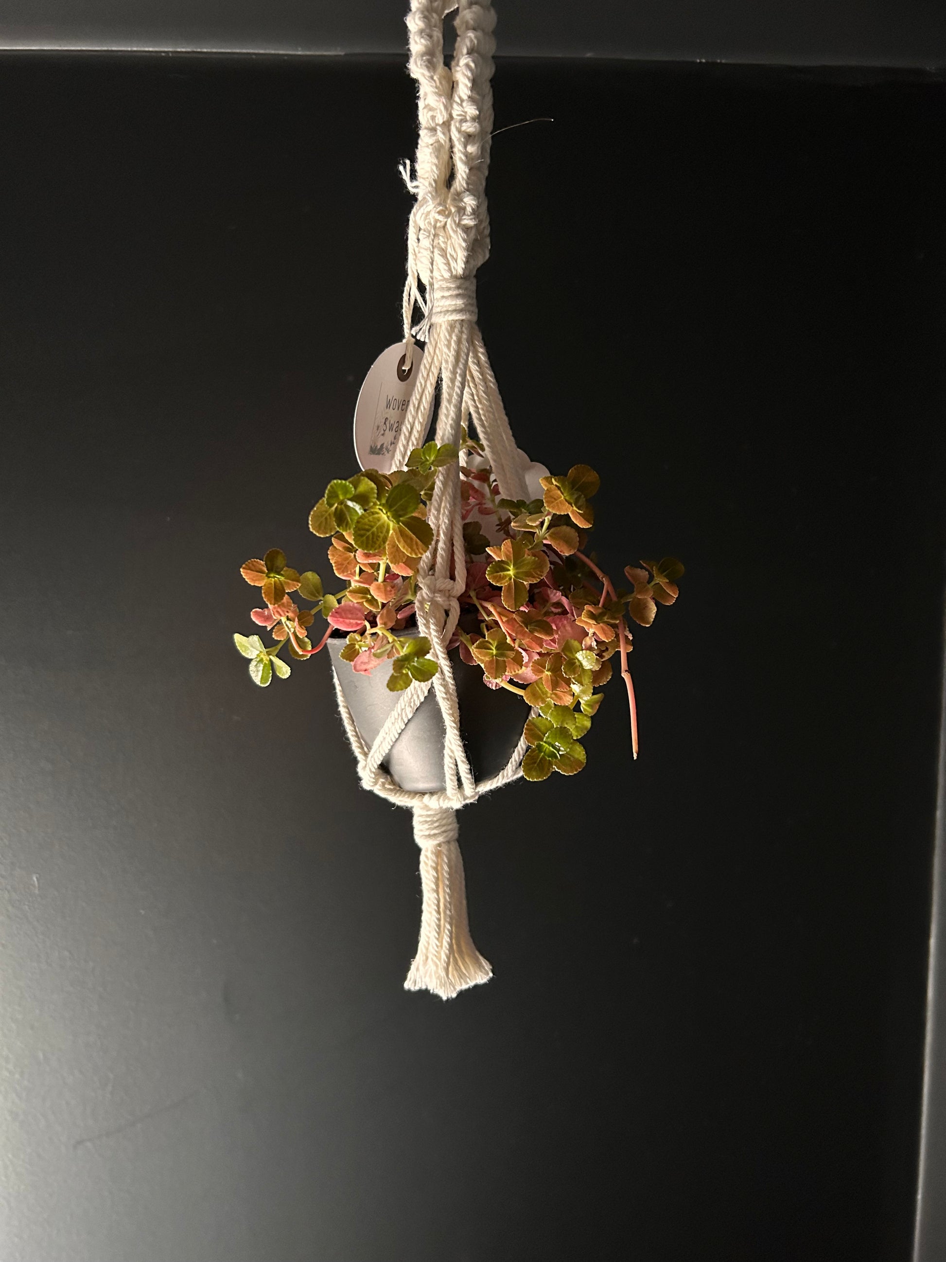 Small plant hung with small macrame hanger on a dark background