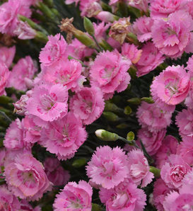 Whipped Cream Pinks (PW)