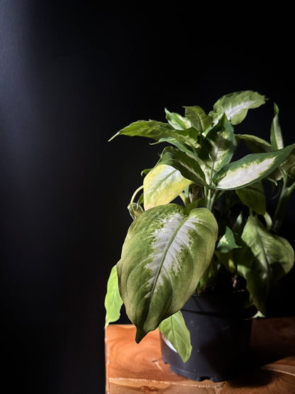 camille dieffenbachia care Dieffenbachia 'Mariana Camille' – Urbane Eight Inc