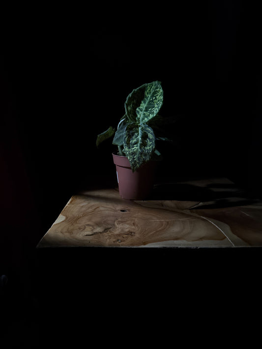 A Dieffenbachia 'Reflector' plant with deep green leaves splattered with lime and yellow, potted in a pink pot, placed on a wooden surface in a dimly lit environment.