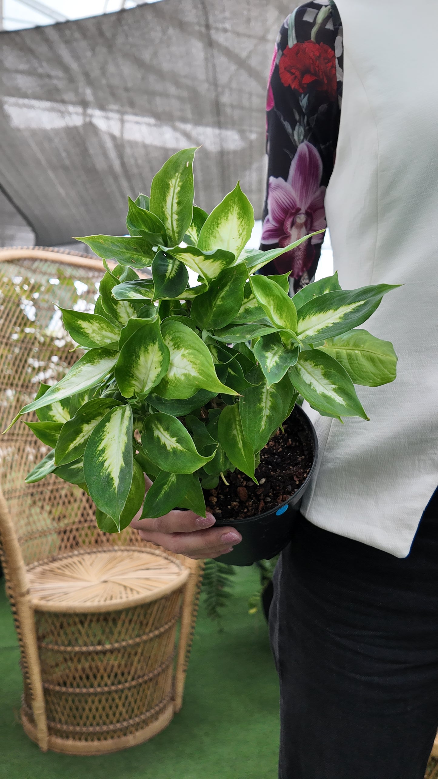 Person holding a potted dieffenbachia Mariana Camille plant with a blurred background