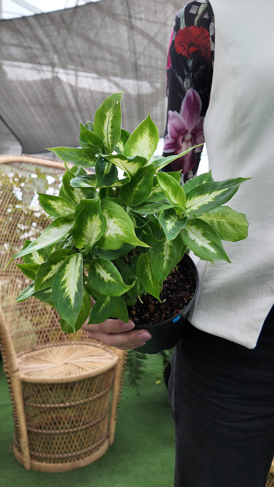 Person holding a potted dieffenbachia Mariana Camille plant with a blurred background