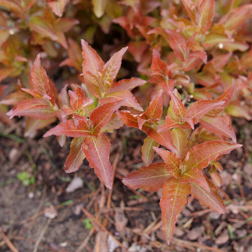 Kodiak® Red Bush Honeysuckle (PW)