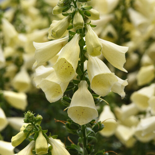 Arctic Fox™ Lemon Cream Foxglove