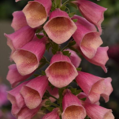 Arctic Fox™ Rose Foxglove
