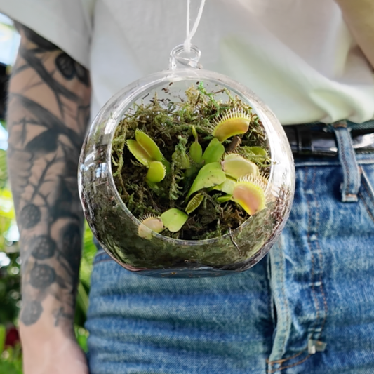 a person holding a Venus fly trap plant in a glass terrarium