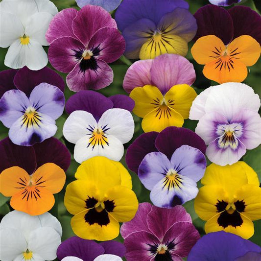 Sorbet™ XP Spring Mix Violet
