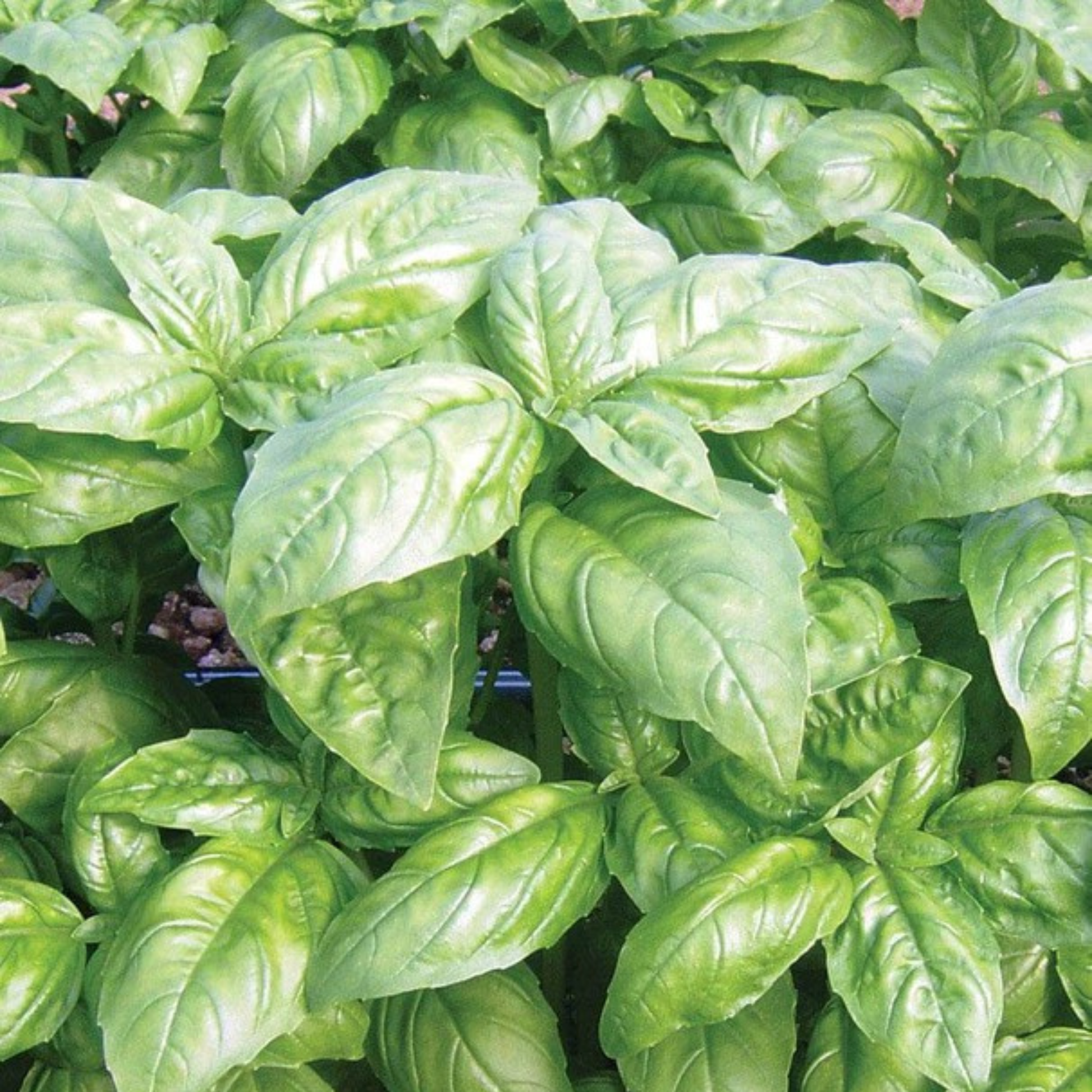a picture of dolly basil up close 