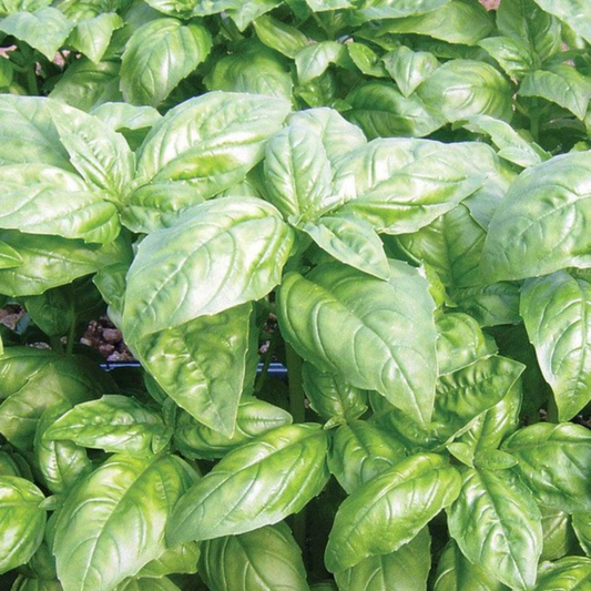 a picture of dolly basil up close 