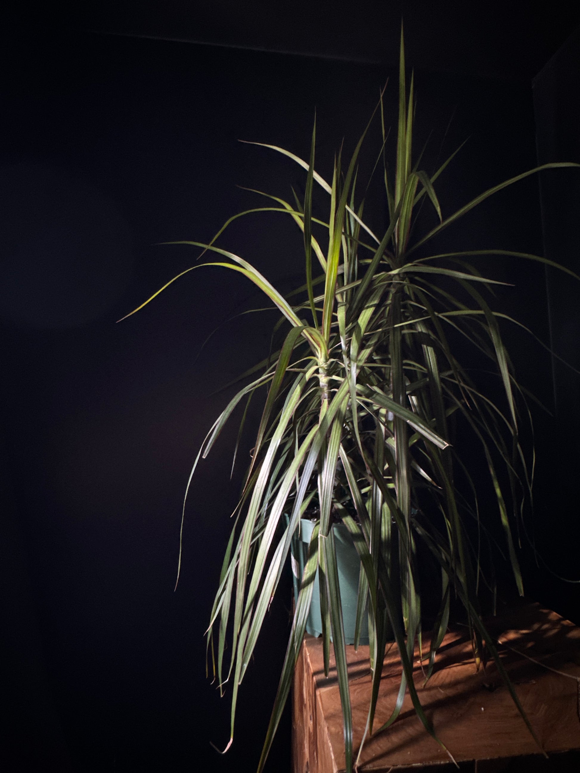 A potted Dracaena 'Dragon Tree/Natural' plant with green leaves, placed against a dark background.