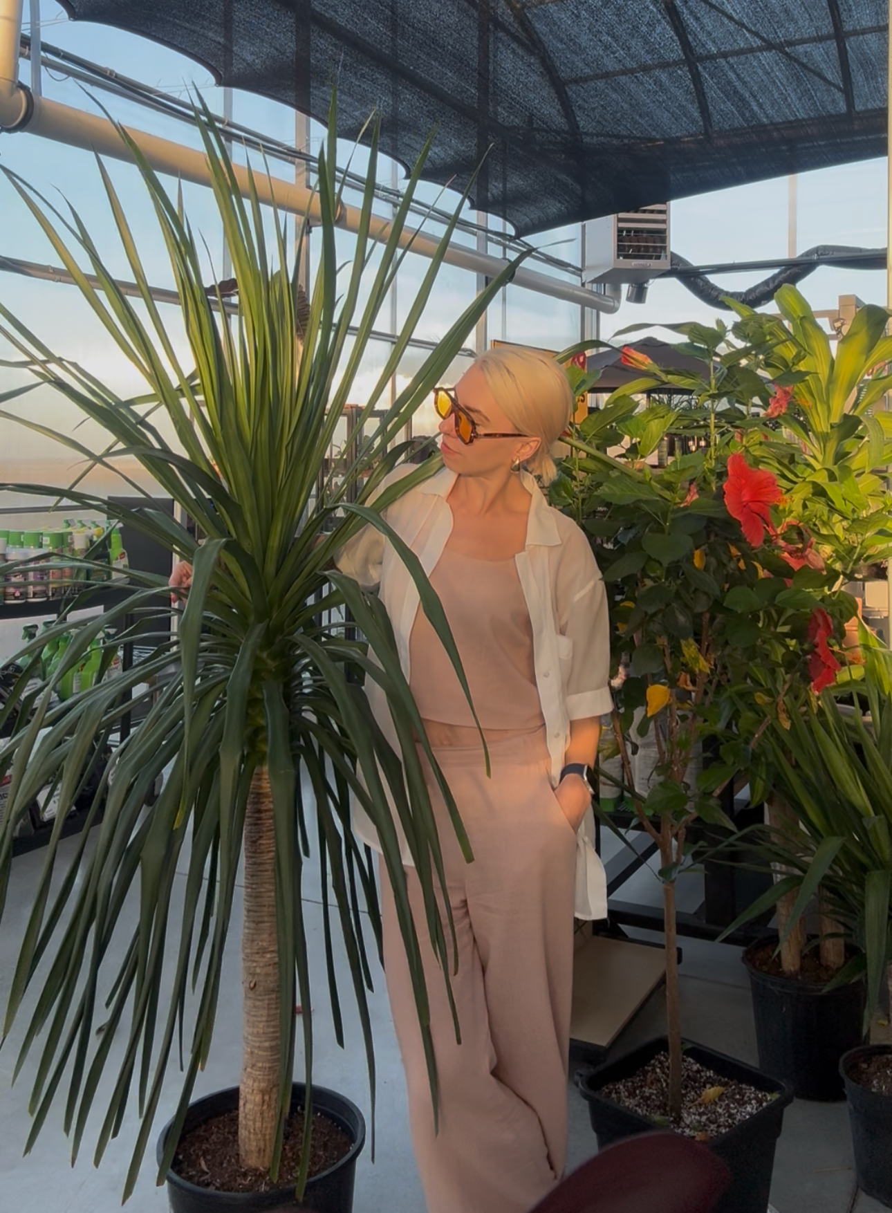 a picture of a woman wearing blush ink outfit and a white over shirt wearing yellow sunglasses standing next too a large dracaena arborea cane plant that is taller than her 