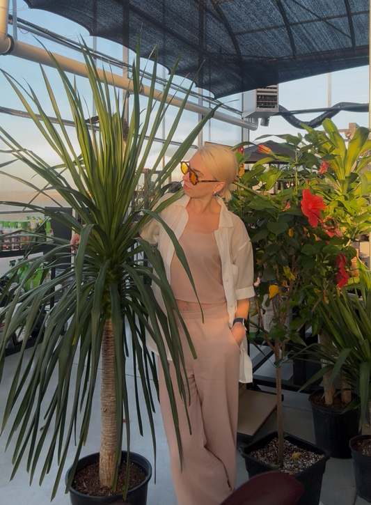 a picture of a woman wearing blush ink outfit and a white over shirt wearing yellow sunglasses standing next too a large dracaena arborea cane plant that is taller than her 