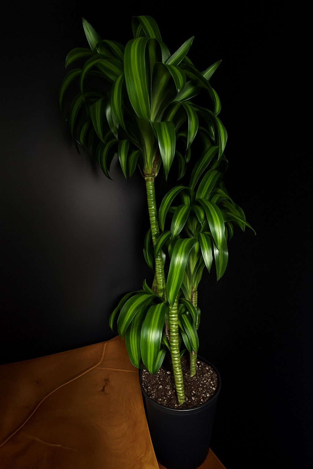 a picture of a dracaena sunshine cane plant with dark green and light green foliage sitting beside a wooden stand with a black background