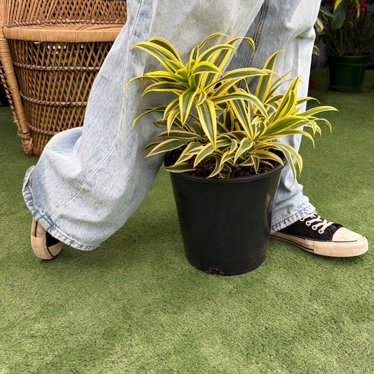a person walking over a potted dracaena song of India plant in a greenhouse setting