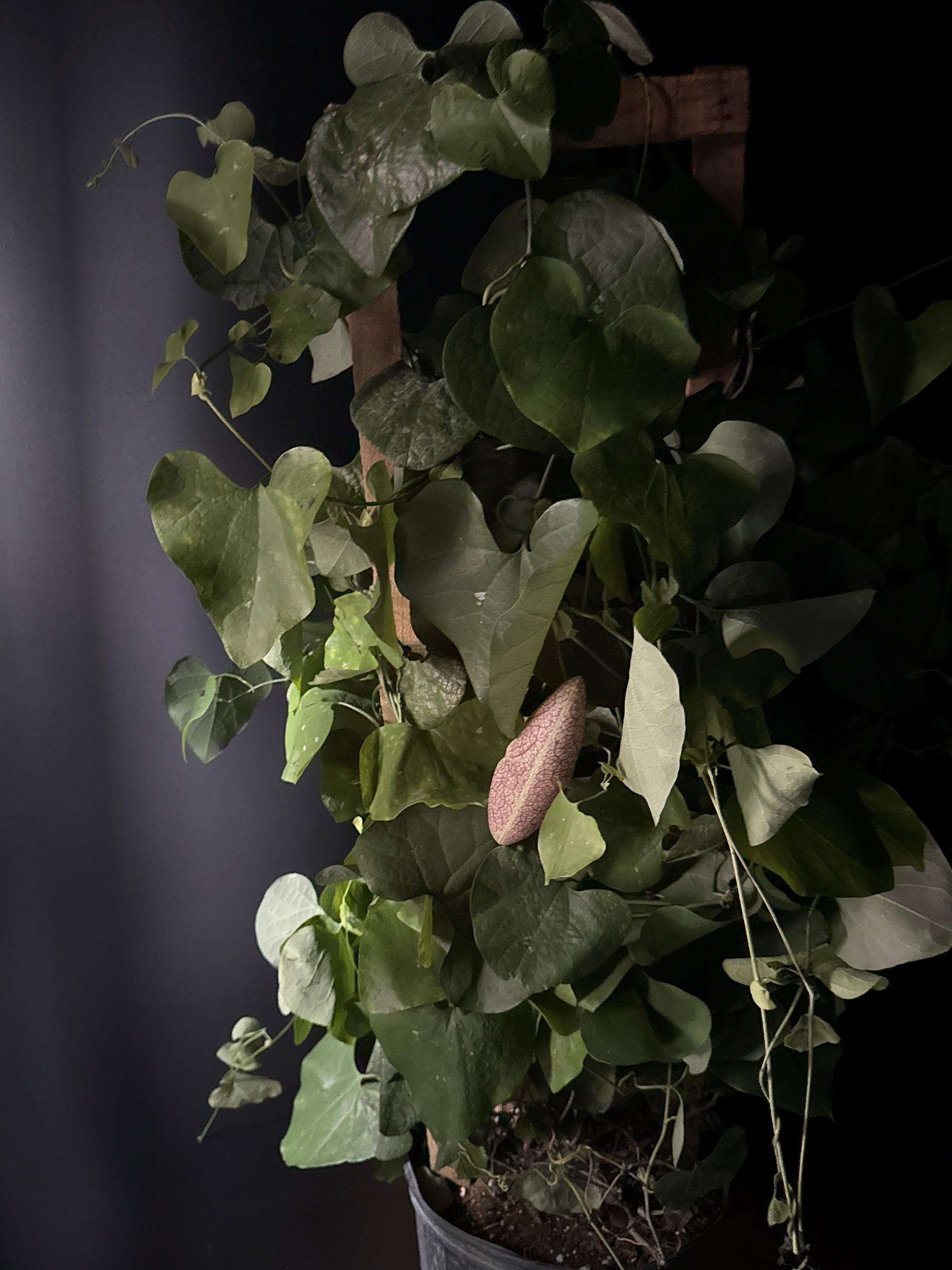 A potted Dutchman's Pipe plant with green heart-shaped leaves and unique pipe-shaped flowers, against a dark background.
