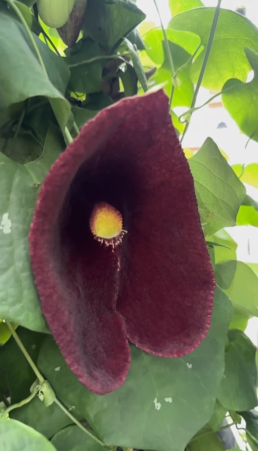 a close up of a deep purple Dutchman's pipe plant bloom with green foliage and a blurred background 