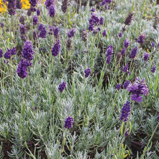 a field of bright purple dwarf munstead lavender flowers