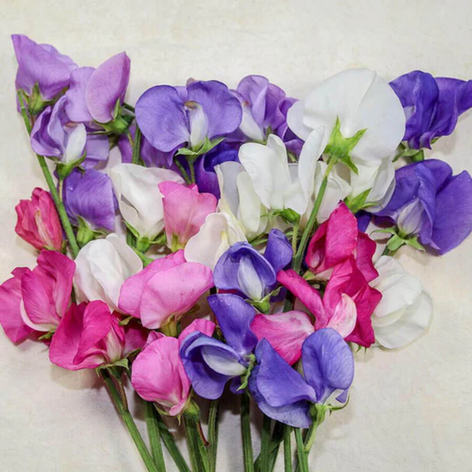 a pile of brightly coloured white pink and purple early multiflora blend flowers