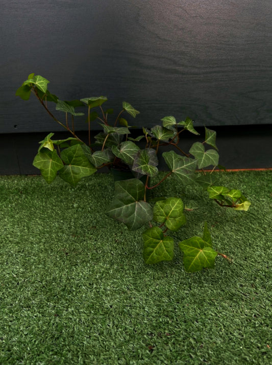 A potted English Ivy 'Green' plant with lush, deep green foliage, placed on a surface with a dark background.