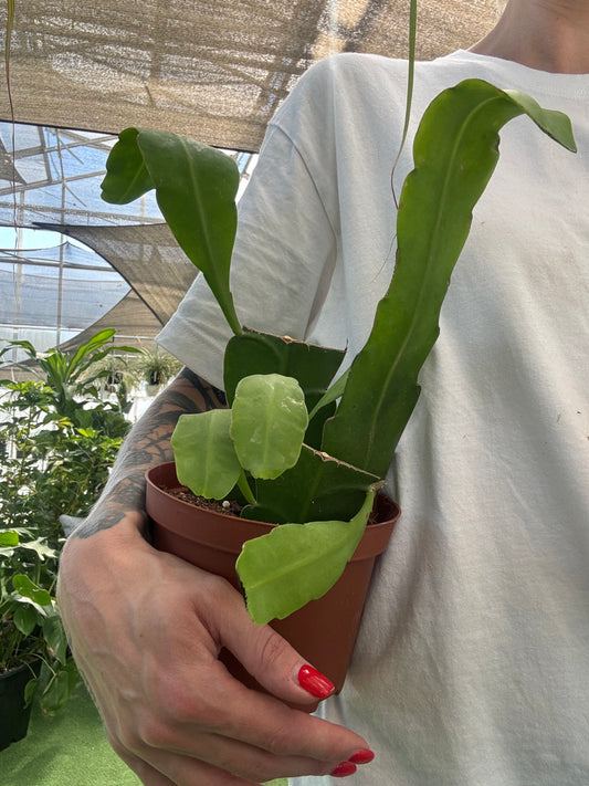 a woman with tattoos on her arm  holding a orchid cactus in a terracotta pot