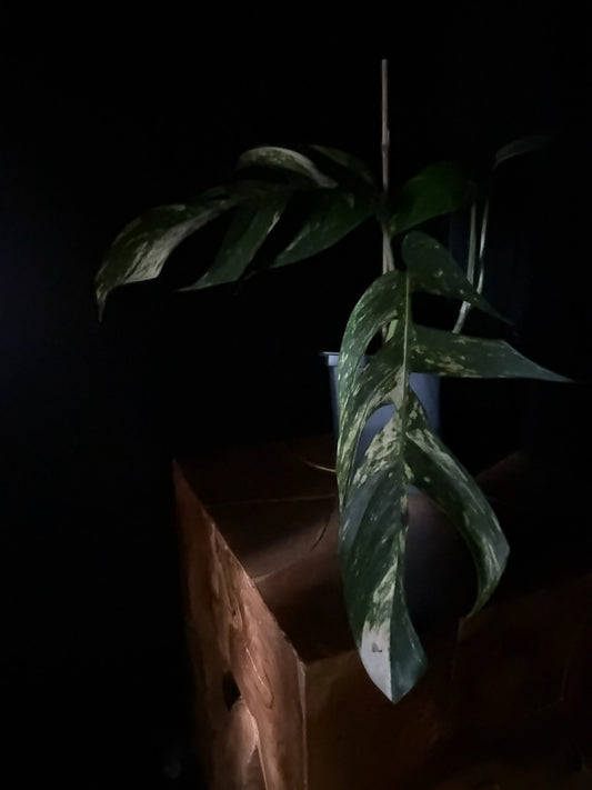 epipremnum sunburst plant on wooden surface with dark background