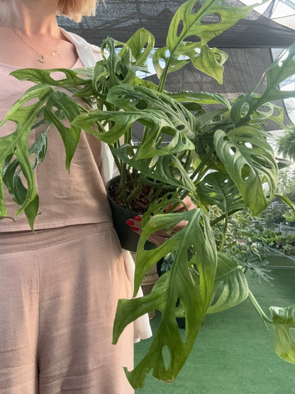 Person holding a large green leafy plant with a blurred background