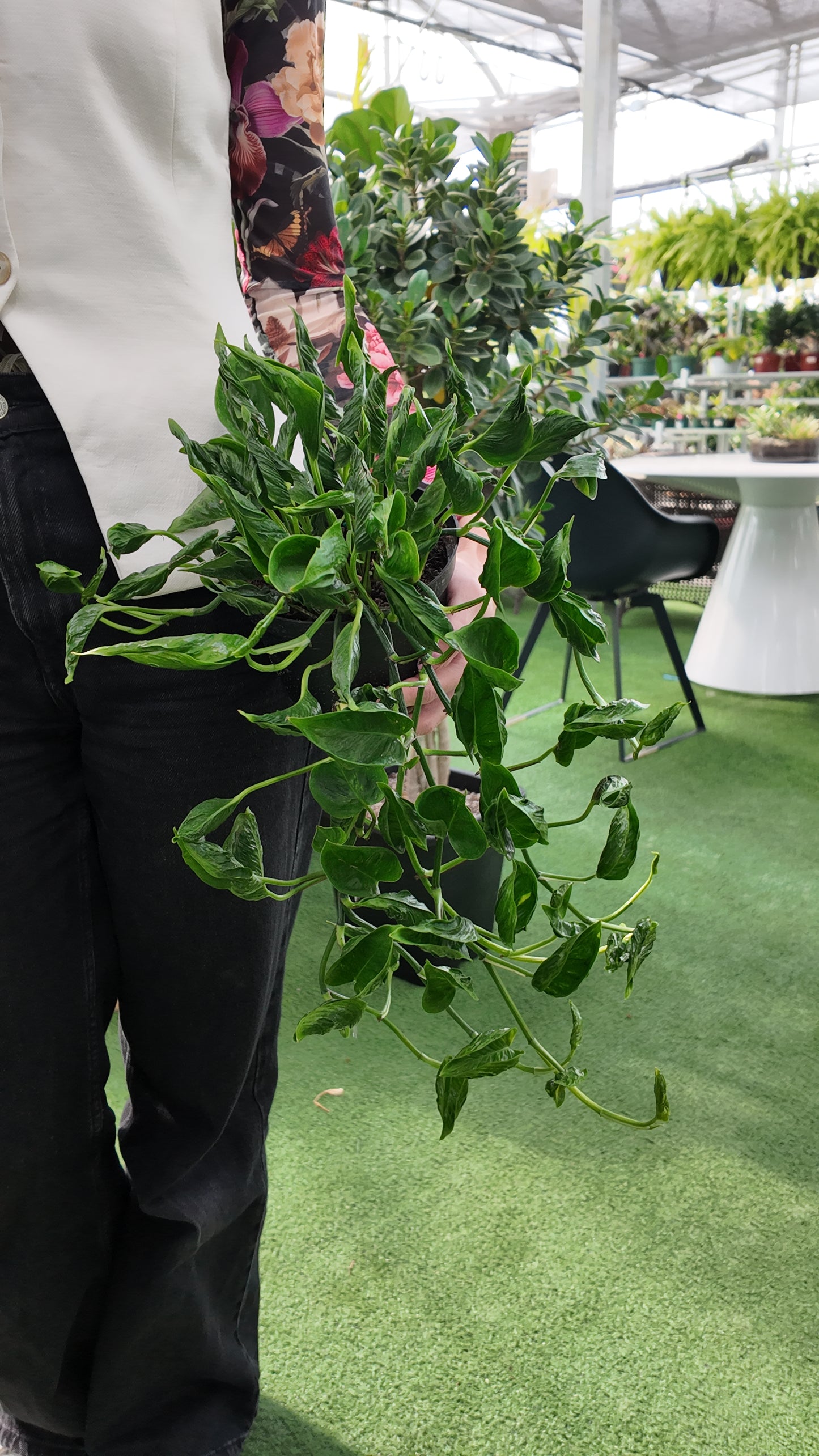 Person holding a large green plant in an indoor setting with tables and chairs.