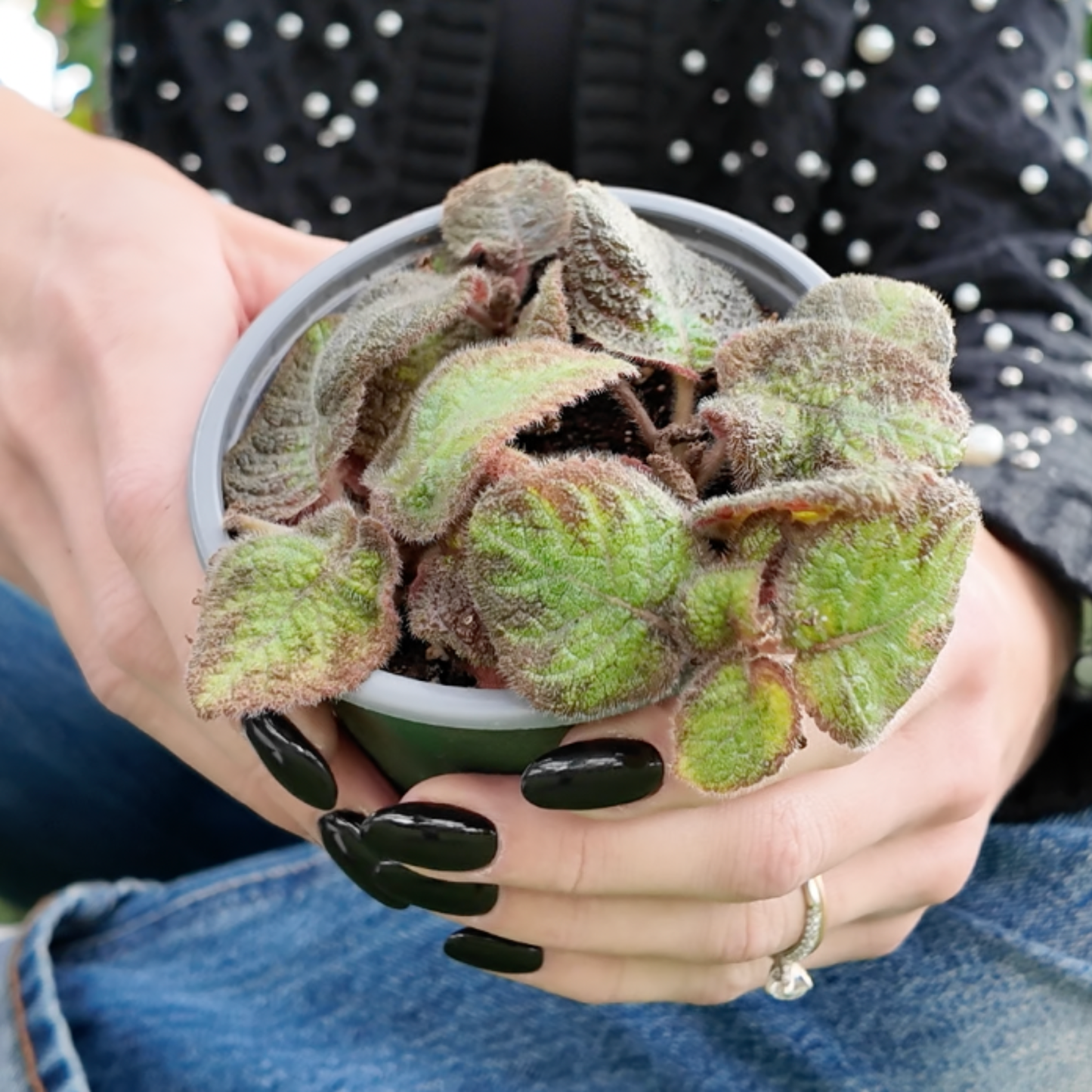 Person holding a small potted Episcia cupreata (Flame Violet) plant with textured green leaves