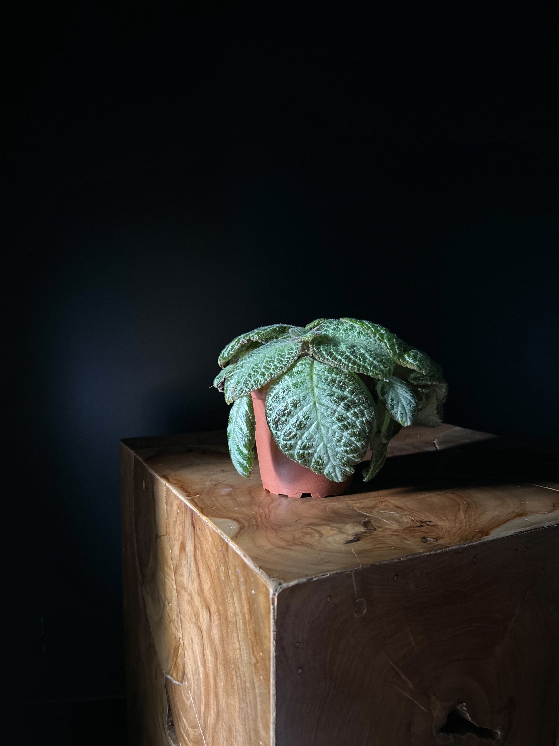 A potted Episcia cupreata 'Silver' plant with velvety leaves, silver centers, and deep green edges, placed on a wooden surface against a dark background.