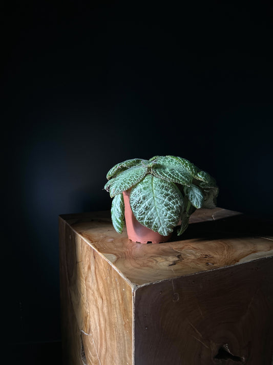 A potted Episcia cupreata 'Silver' plant with velvety leaves, silver centers, and deep green edges, placed on a wooden surface against a dark background.