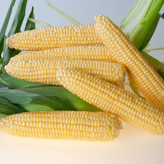 a pile of pale yellow corn against a plain background
